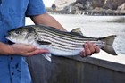 Striped Bass Striper Rockfish      Chunking Fishing Rigs 12 Pack