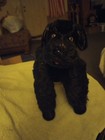Vintage Black Dog Mohair Stuffed Plush 9    No Tags-possibly Steiff