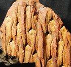 Rare Beautiful Unknown Fossil Plant Lycopod Scale Tree Lepidodendron Species