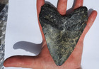 5 01    Megalodon Tooth Natural Shark Fossil Venice Beach Florida  Gulf Of Mexico