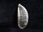 Arched Mazon Creek Fern Fossil  Coal City  Il