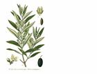 Olive Tree -  oblonga  - Olea Europaea