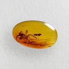 Big Spider In Burmese   Burmite Amber Fossil   100  Genuine Amber 