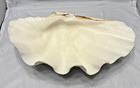 Natural Real Giant Clam Shell  Sea Shell  Large 13x9x4 5 Rare See Pics