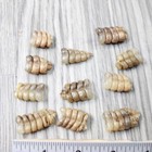 10 Very Small Rattlesnake Rattles   7956    Taxidermy Diamondback Sidewinder