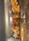 Bicolored Harvester Colony W  1-5 Workers   Brood  pogonomyrmex Bicolor  Feeder