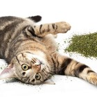 Catnip For Cats  Natural  Pure   Potent  Resealable Shaker Canister  2 Oz