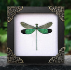 Real Green Damselfly In Frame Dried Insect Taxidermy Entomology Collection Art