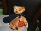 Steiff Halloween Witch W pumpkin And Broom  Limited Edition 2002 Flag  666414