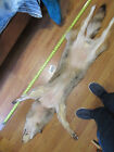 Tanned Coyote With Feet Claws  Winter Fur  Animal Hide