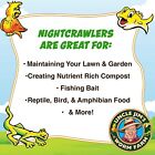 Uncle Jim s Worm Farm Super Red European Nightcrawlers For Composting And Garden