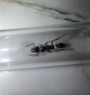 Super Rare Texas Bullet Ant Queen Fresh Caught  neoponera Villosa  Feeder Only