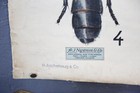 Vintage Medical Insect Chart Canvas Banner School Map Oddity Nostrum Antique Bug