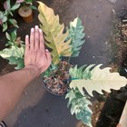 Actual Photo Philodendron Caramel Marble Variegated Large Size Free Phyto