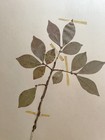 Antique Herbarium Pressed Botanical Specimen  1950s Burning Bush 11  X 17 