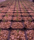 Welwitschia Mirabilis 2026seeds5 20 50 100pcs