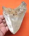 Megalodon Shark Tooth - Real Fossil - Shark Teeth - 4 77    - No Restorations 