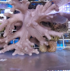 Leather Frag Pack 2 0  4 Frags  beginner Reef Salt Water Coral Live Toadstool  