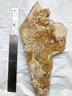 Large Juvenile Sea Urchin Fossil  Mortality Plate  33 Million Yr Old Salina  2