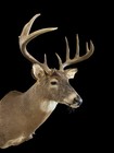 10 Points Whitetail Shoulder Mount  1216
