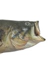 Largemouth Bass Freshwater Taxidermy Fish Mount Trophy Fishing Cabin Decor 21   