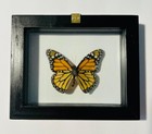 Real Butterfly Monarch In Black Frame Double Glass A  Grade Specimen   
