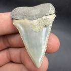 Great White Shark Tooth - Rare Location - San Diego  Ca - 1 84    All Natural