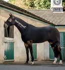 Horseware Of Ireland Rambo Slinky brand New  size Medium 