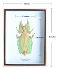 Real Giant Walking Leaf Phyllium Insect Taxidermy Display Wooden Box Wall Decor