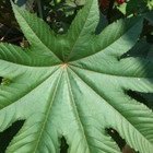 25  Dried Whole Rare Castor Leaves Herbal Organic Premium Quality Natural Health