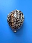 110 6mm   Cypraea Tigris Pardalis  F      Giant Size  Super Heavy 233g Rare
