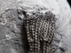 Well Mounted Crinoid Fossil  Crawfordsville  In