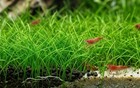 4 Live Aquarium Plant - Dwarf Hairgrass  eleocharis Parvula  - Planted Tank     
