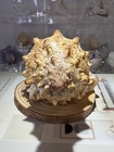 Large Brown White Murex Shell Spiked Decorative Collectible Specimen