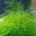 Java Moss Beginner Aquarium Plant   Free Return Or Exchange For 30 Days   