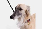 Coach Dog Pet Boxed Small  Collar Signature Canvas Brown black red Apple