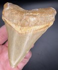 Incredible Xl 3 28    Chubutensis Shark Tooth Fossil Megalodon Family Summerville