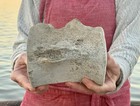 Large  Aurora Fossil Whale Vertebra   Megalodon Food  Lee Creek North Carolina