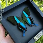Papilio Blumei Peacock Butterfly Shadow Box Real Taxidermy Gift Unique Decor