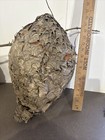 2 Real Paper Wasp Hornet Nest School Display Taxidermy  Decor Man Cave Large
