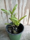 Orchid Plants Maxillaria Friedrichstalli Species