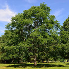 Kentucky Coffeetree Seeds 50 Pcs - Large Deciduous Shade Tree