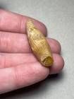 1 87  Extinct Cetacean Marine Mammal Fossil Tooth Summerville  Sc