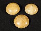 Lot Of Three  Small Polished 150 Million Year Old  Sand Dollar Fossils 3 98