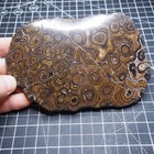 Stromatolite Bolivia Upper Cretaceous Fossil Natural Stone