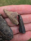 Enchodus Fish Palatine Jaw Bone Tooth Cretaceous Fossil