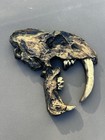 Vintage Replica Skull Of A Saber-toothed Tiger Featuring Canine Teeth 