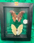 Vintage Large Butterfly moth  2  Taxidermy Displayed In A Dbl Sided Frame  7
