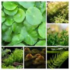 Low Light Plant Bundle 6 Pack  Low Tech Live Freshwater Aquarium Beginner Kit  