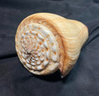 Conidae - Indo-pacific Rhombiconus Distans Large 133 5mm Olango Isl  Philippines